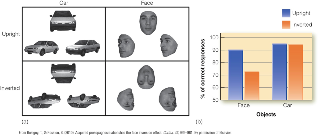 Image:05Are faces special.png