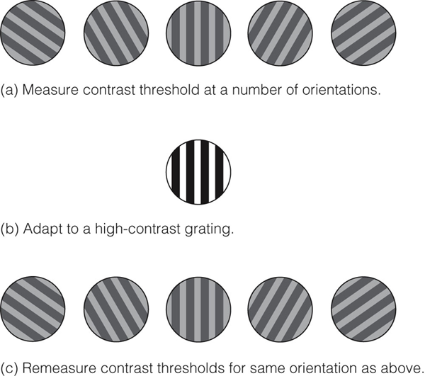 Image:03Selective adaptation.png