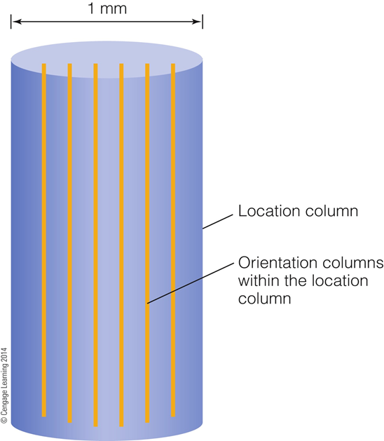 Image:04Orientation columns3.png