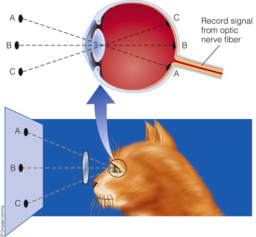 Image:03retinal ganglion cell4.png