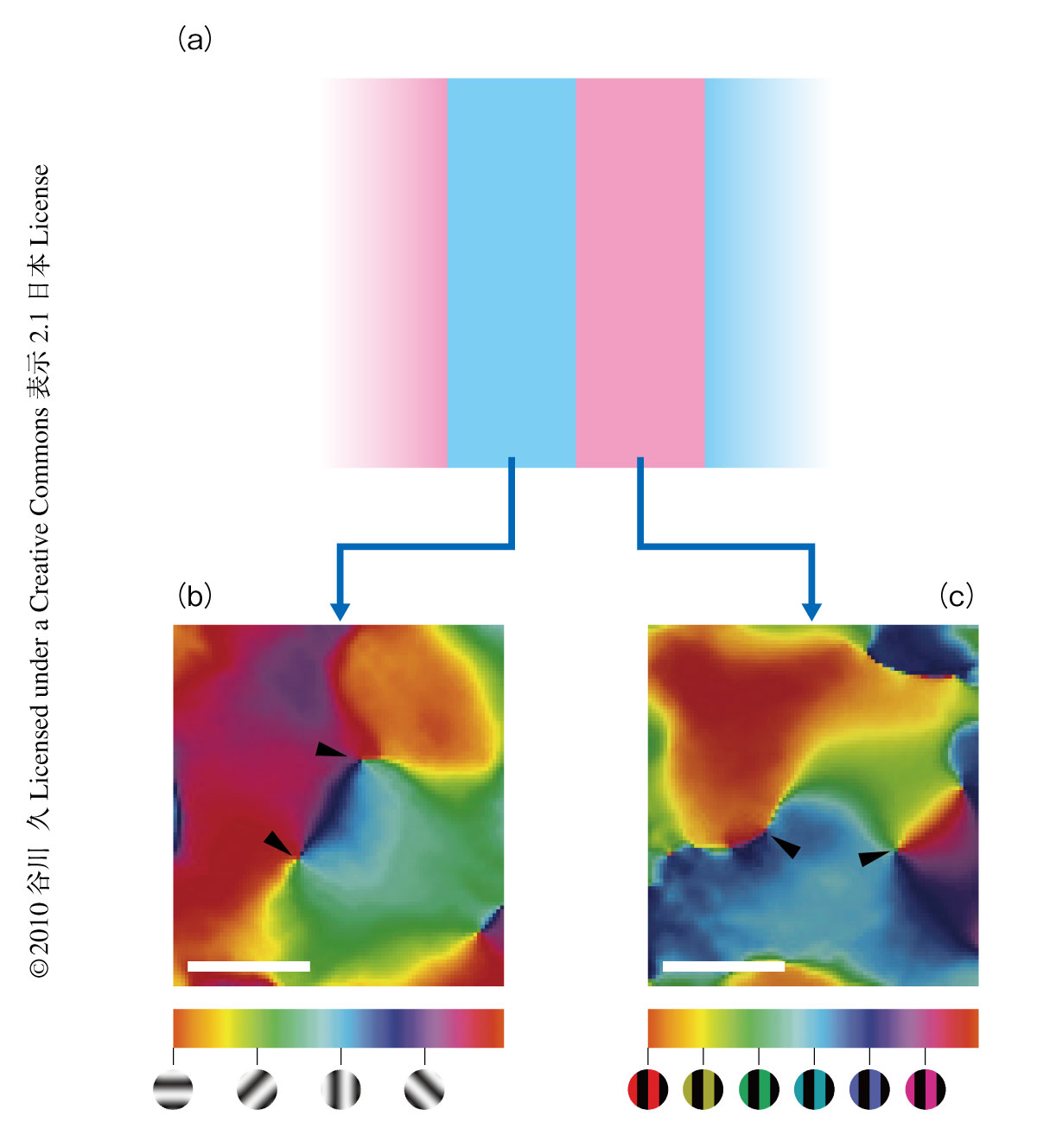 Image:Tanigawa-Nature-Neuroscience-10.11.23-Fig.2.jpg