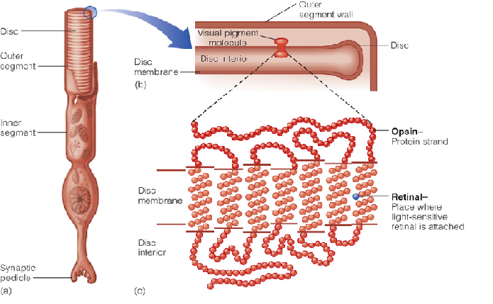 Image:02receptor2.png