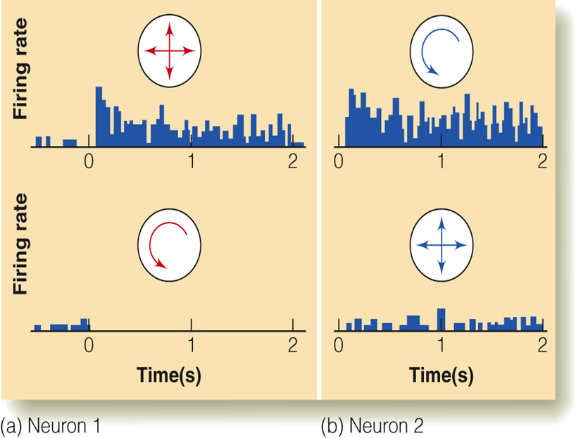 Image:07Medial Superior Temporal (MST).png