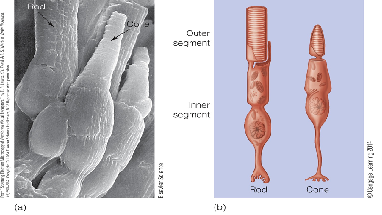 Image:02receptor.png