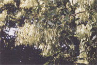 Image:植物09.jpg