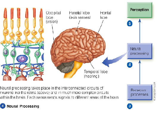 Image:01nerual processing.png