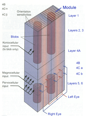 Image:Perception4.11.png