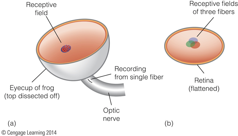 Image:03receptive field.png