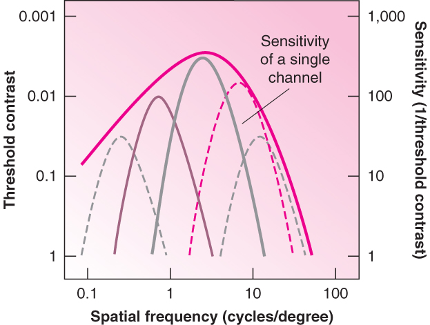 Image:Selective adaptation.jpg