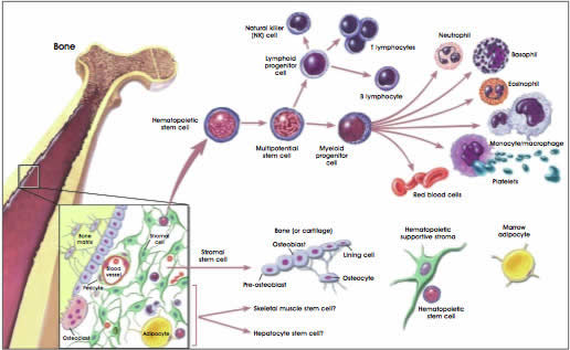 adult stem cells in bone marrow