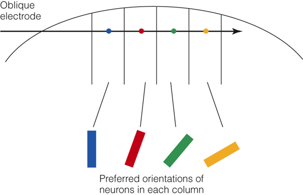 Image:04orientation column2.png