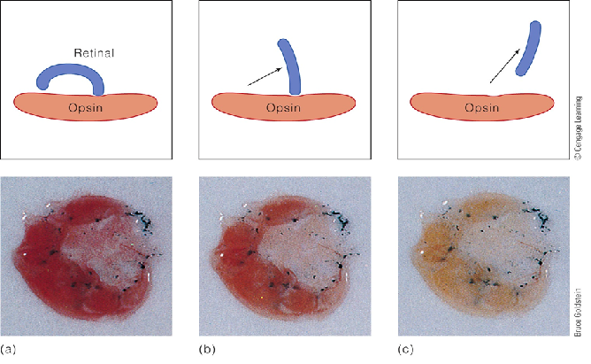 Image:02visual pigment regeneration.png