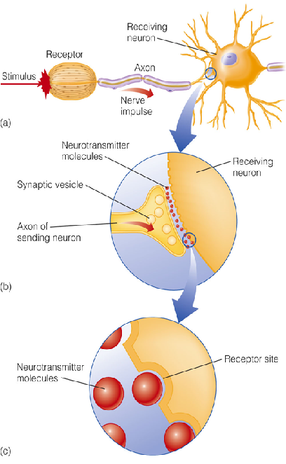 Image:02nerves7.png