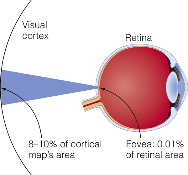 Image:04Maps in Striate Cortex2.png