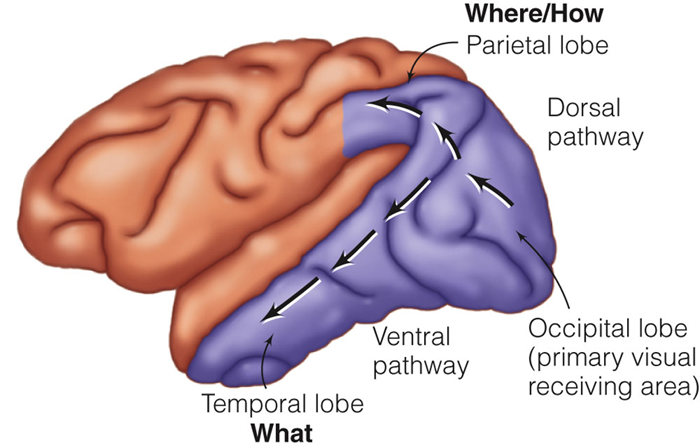 Image:04Visual pathway.png