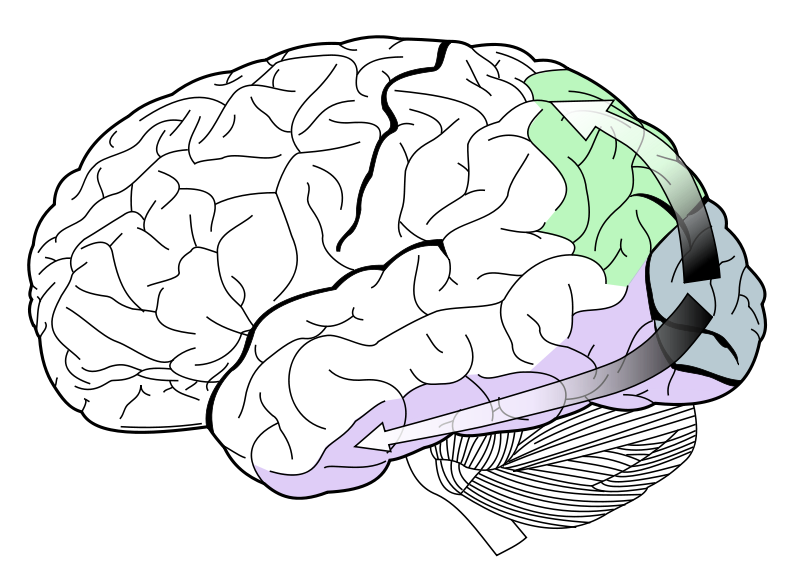 Image:Ventral-dorsal streams.svg.png