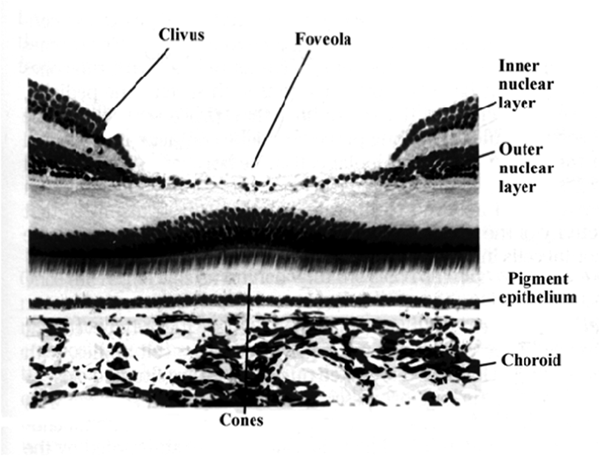 Image:03fovea2.png