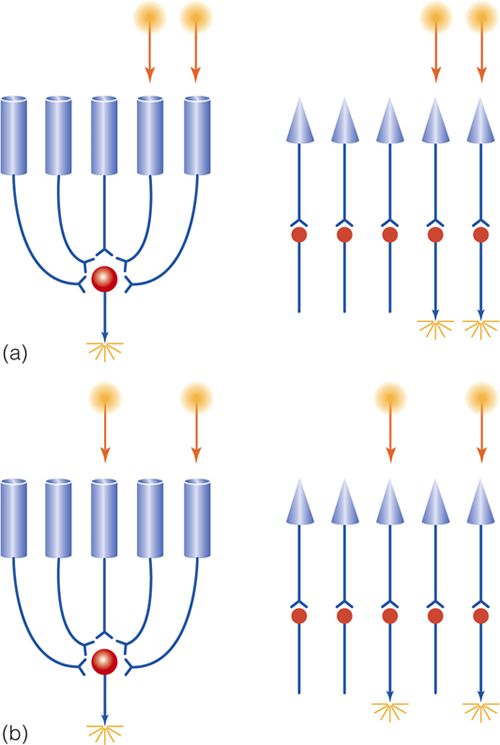 Image:03trade-off sensitivity vs acuity.png