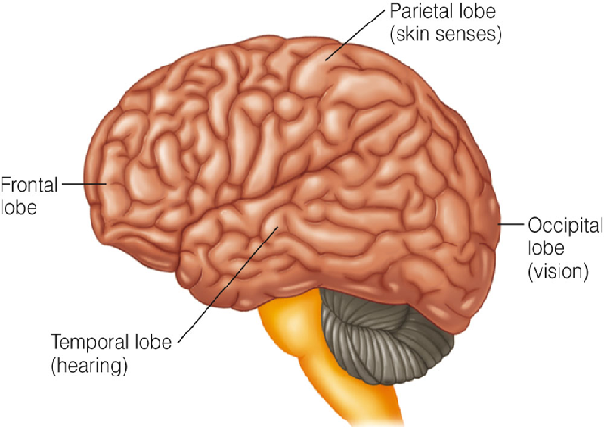 Image:02brain.png