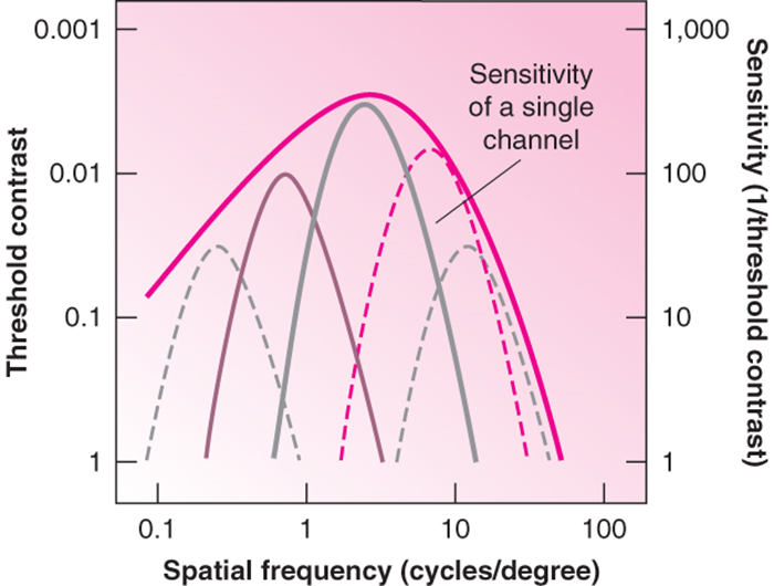 Image:05selective adaptation.png