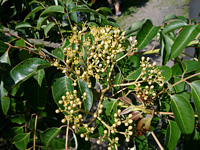 Image:植物01.jpg