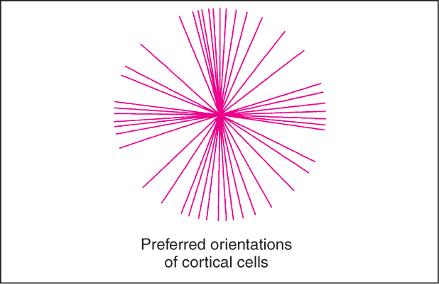 Image:orientation.jpg