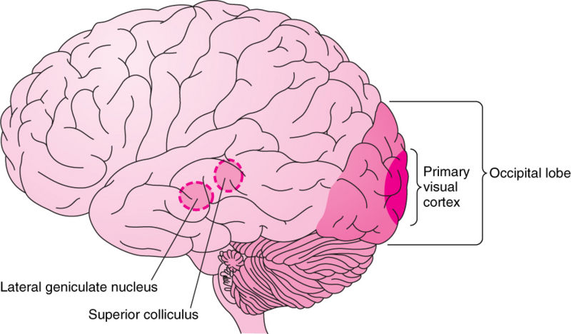 Image:Occipital lobe.jpg