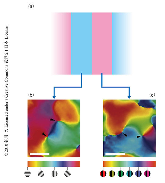 Image:Tanigawa-Nature-Neuroscience-10.11.23-Fig.2.jpg