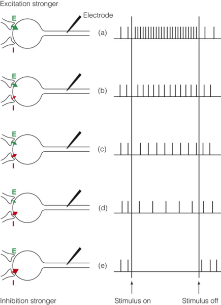 Image:02Action Potential2.png