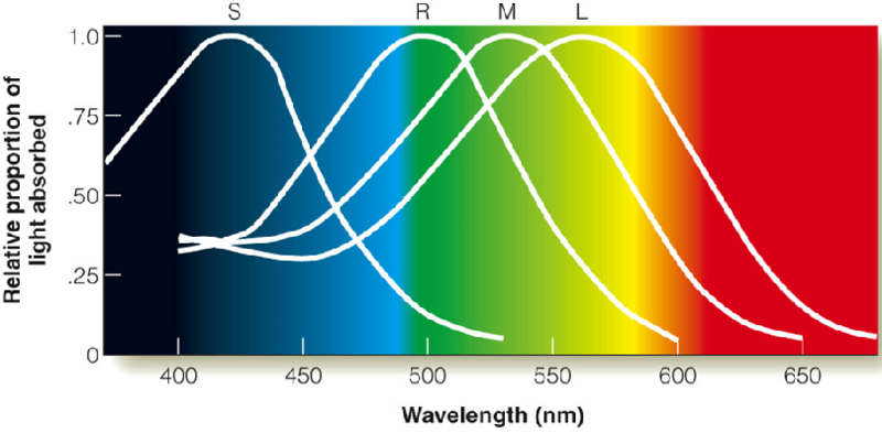 Image:02Spectral sensitivity.png