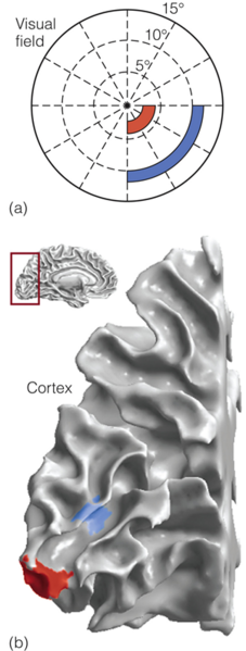 Image:04Retinotopic maps.png