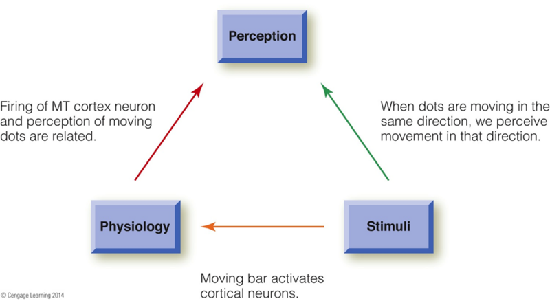 Image:08Newsome VS Hubel and Wiesel.png