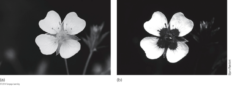 Image:02Species differences.png