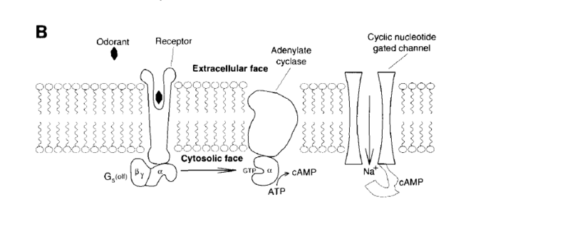 Image:Chemical Senses8.png