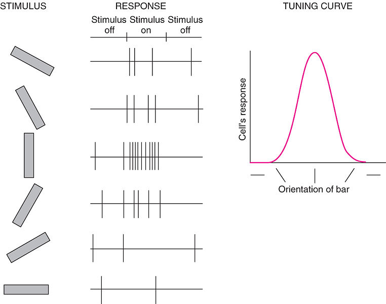 Image:Singlecell.jpg