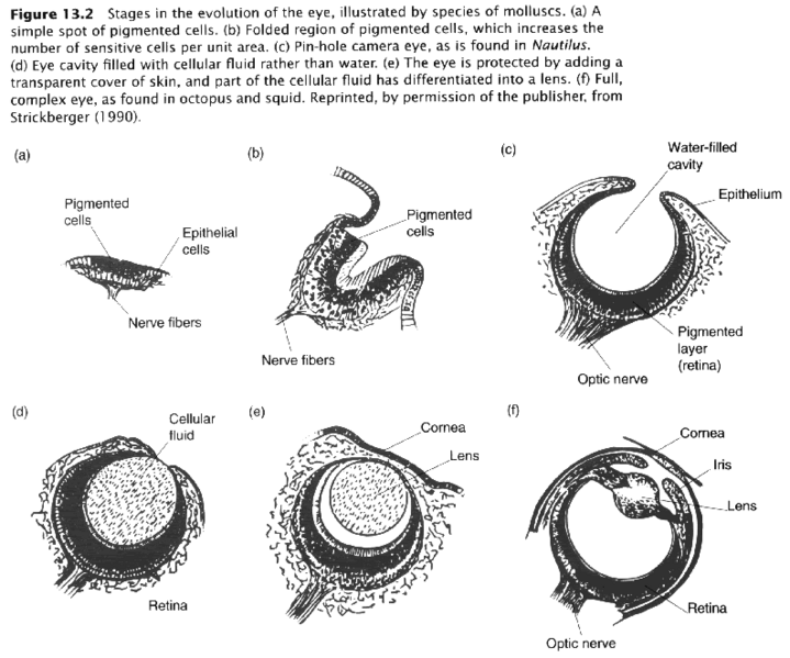 Image:EvolutionEYE.gif